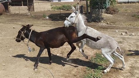 horse donkey matching|burro horse donkey breeding.